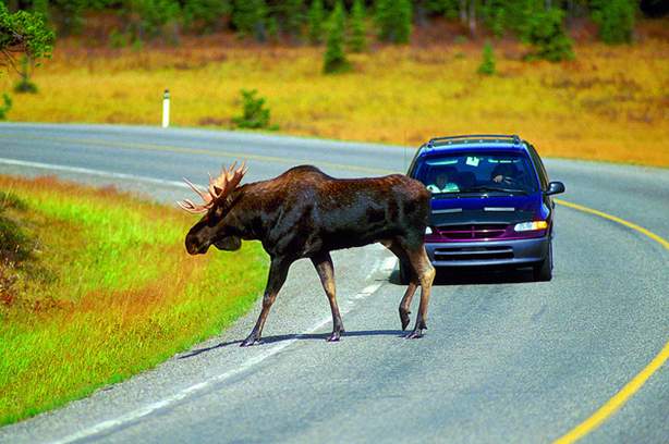 Moose crossing the road in front of a car